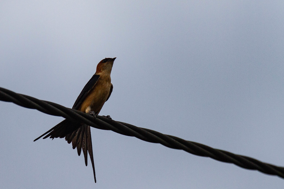 Red-rumped Swallow - ML122804141