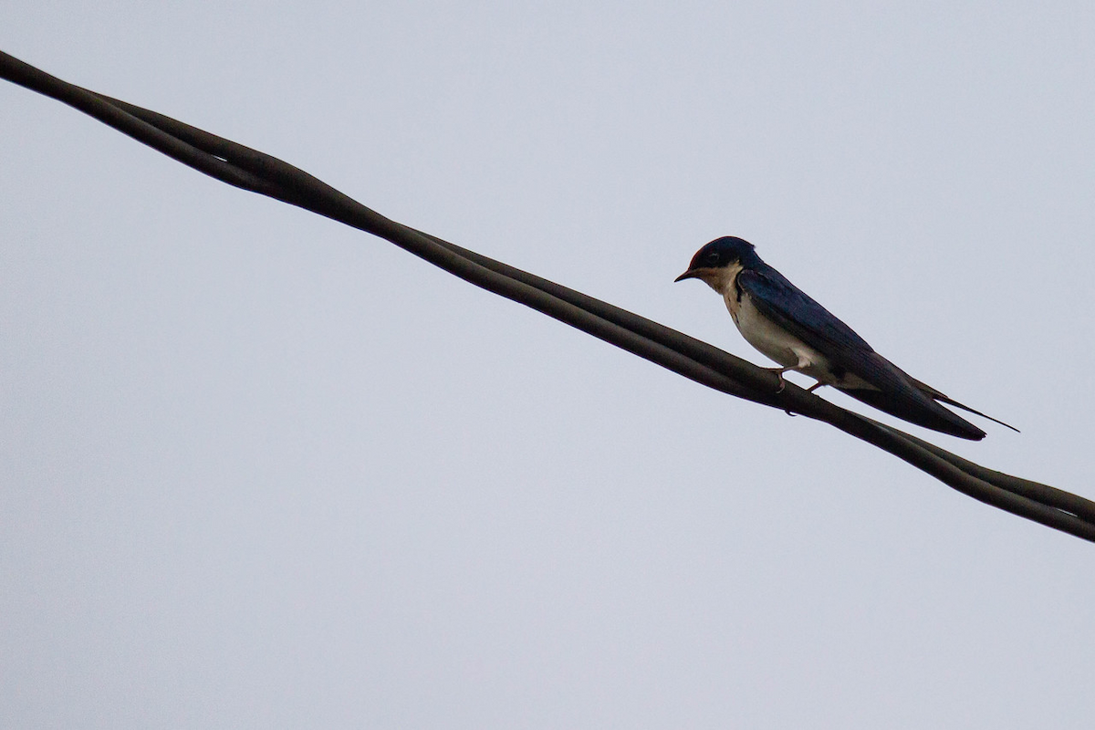 Ethiopian Swallow - Robert Tizard