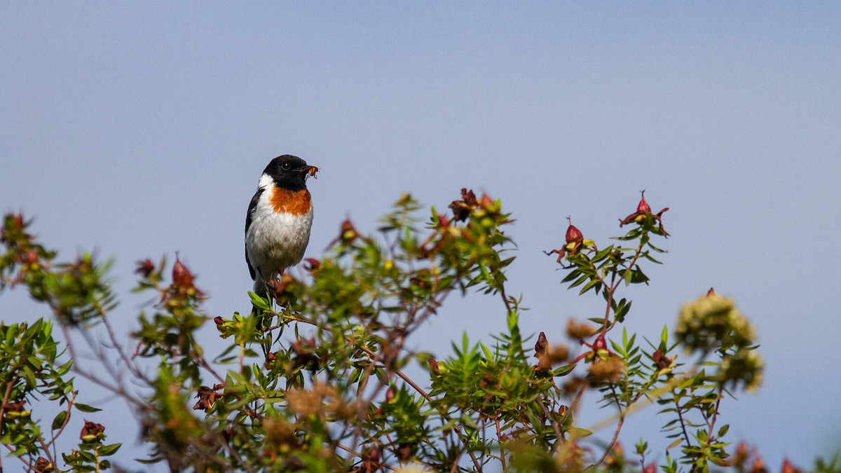 African Stonechat (African) - ML122805211