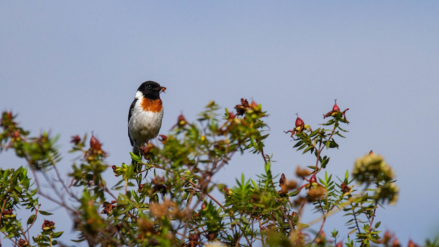 African Stonechat (African)