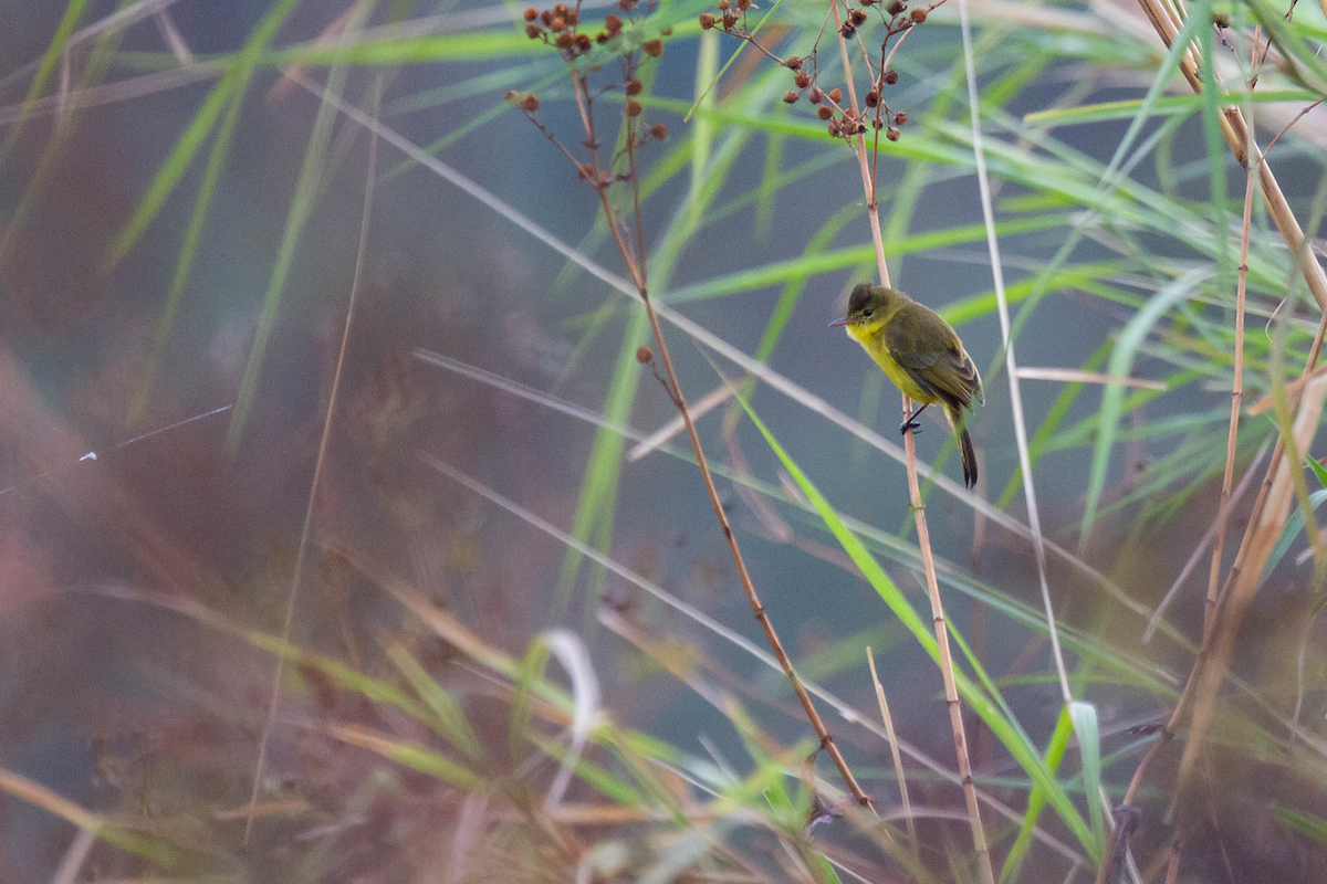 African Yellow-Warbler - Robert Tizard