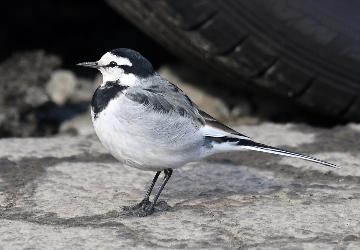 White Wagtail (Black-backed) - ML122805951