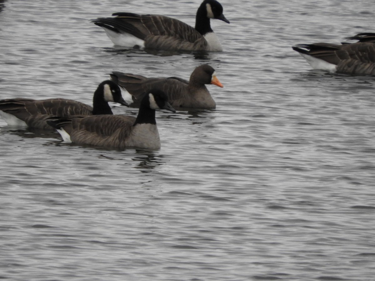 Greater White-fronted Goose - ML122809711
