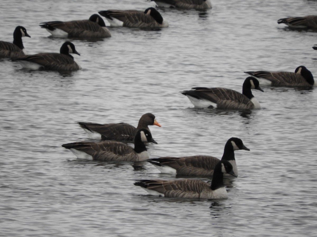 Greater White-fronted Goose - ML122809721