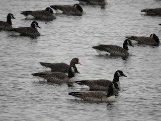Greater White-fronted Goose, ML122809721