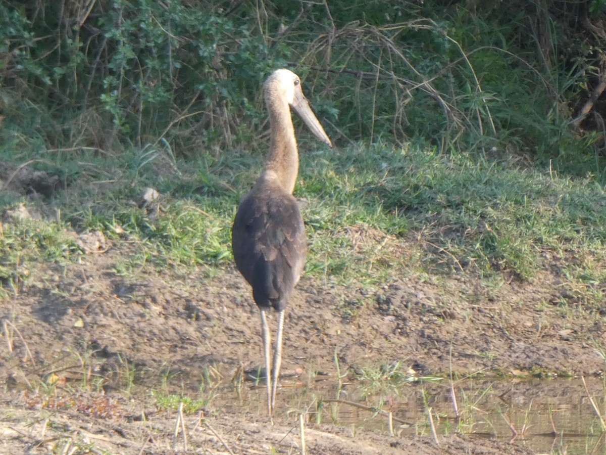 African Woolly-necked Stork - Matthias Bachmann
