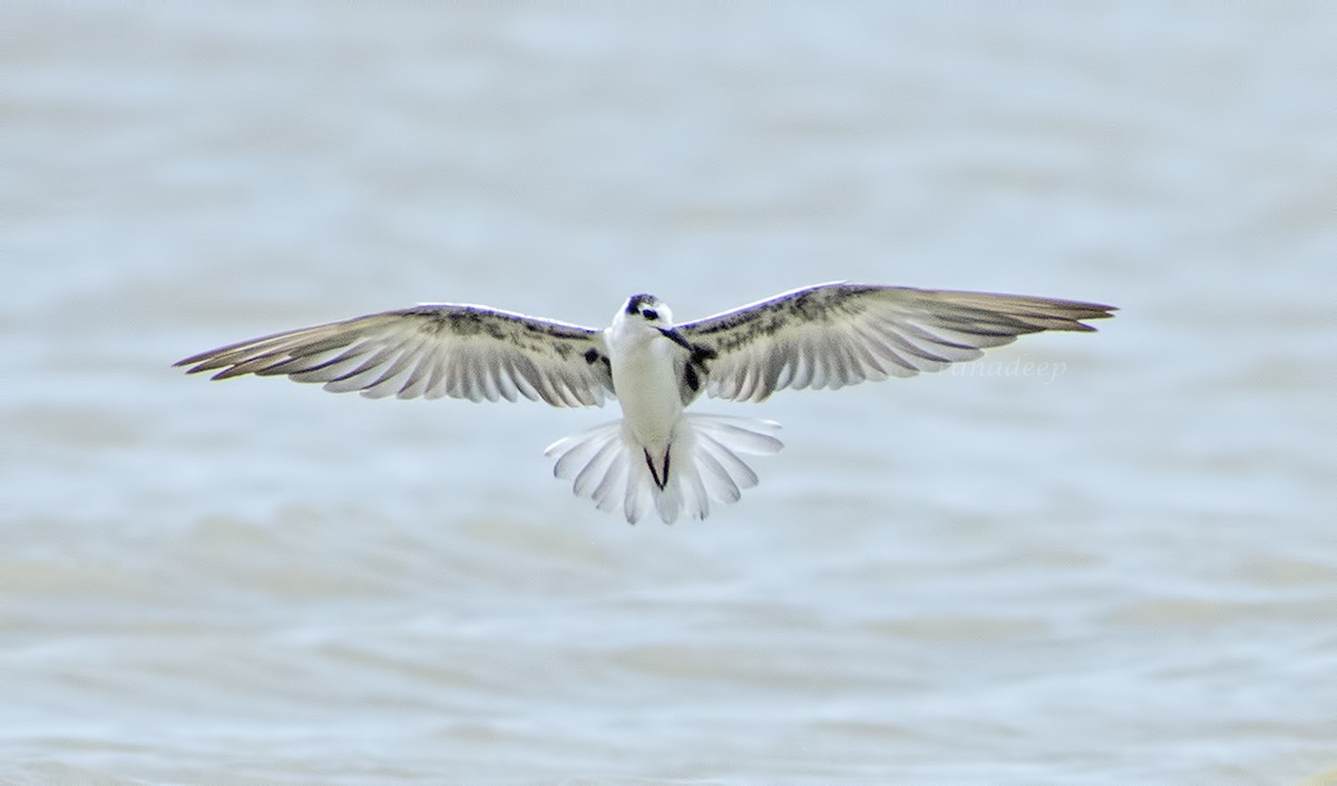 White-winged Tern - ML122811161