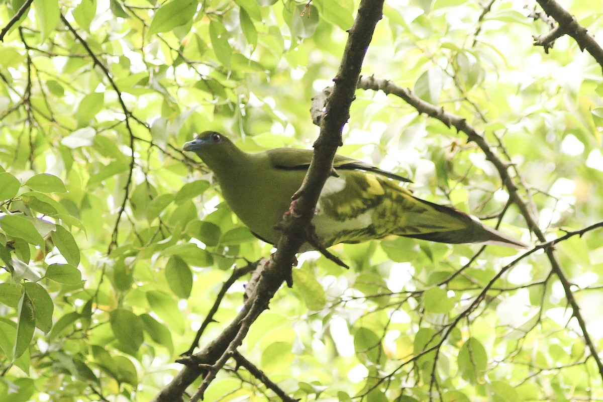 Yellow-vented Green-Pigeon - ML122812191