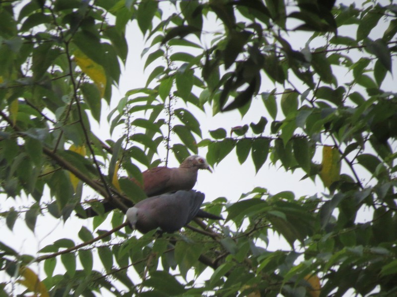 Pale-capped Pigeon - ML122815001