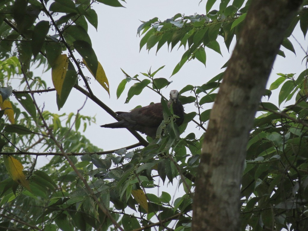 Pale-capped Pigeon - ML122815011