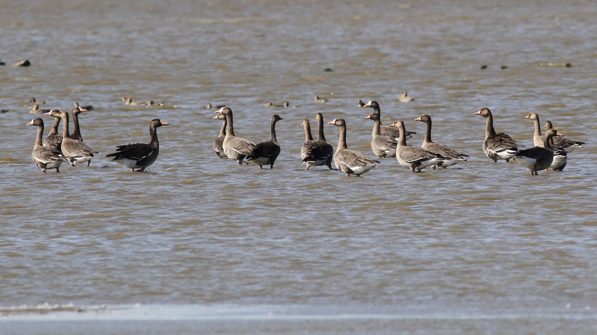 Greater White-fronted Goose - ML122822361