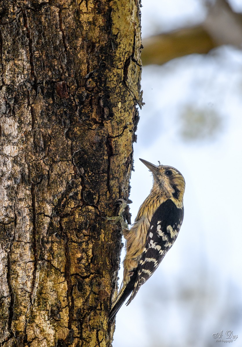 Gray-capped Pygmy Woodpecker - Abhishek Das