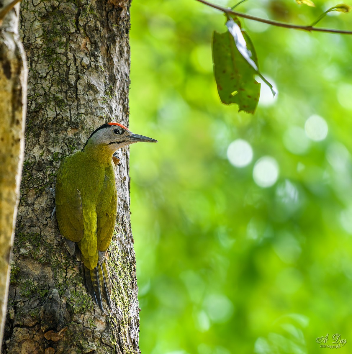 Gray-headed Woodpecker - Abhishek Das