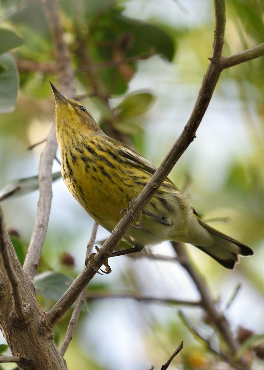 Cape May Warbler - ML122823931
