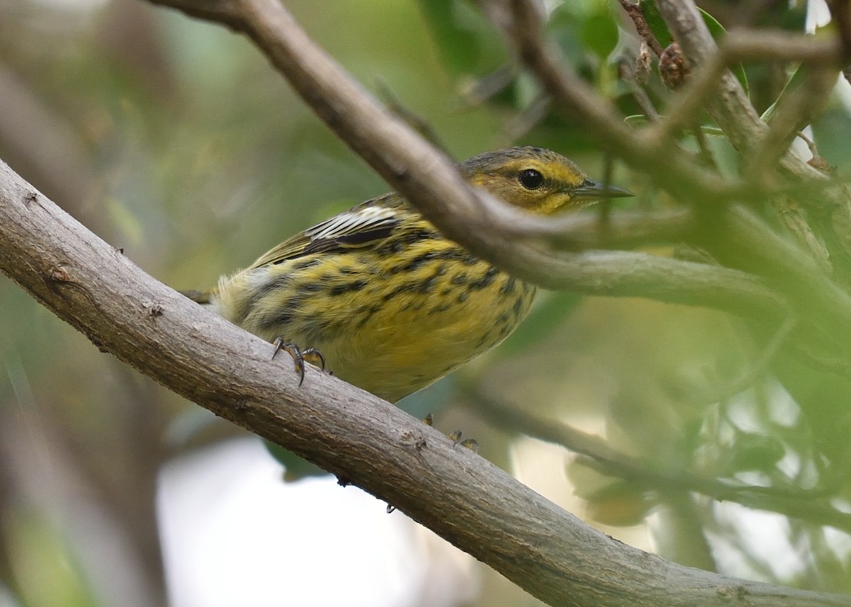Cape May Warbler - ML122823951