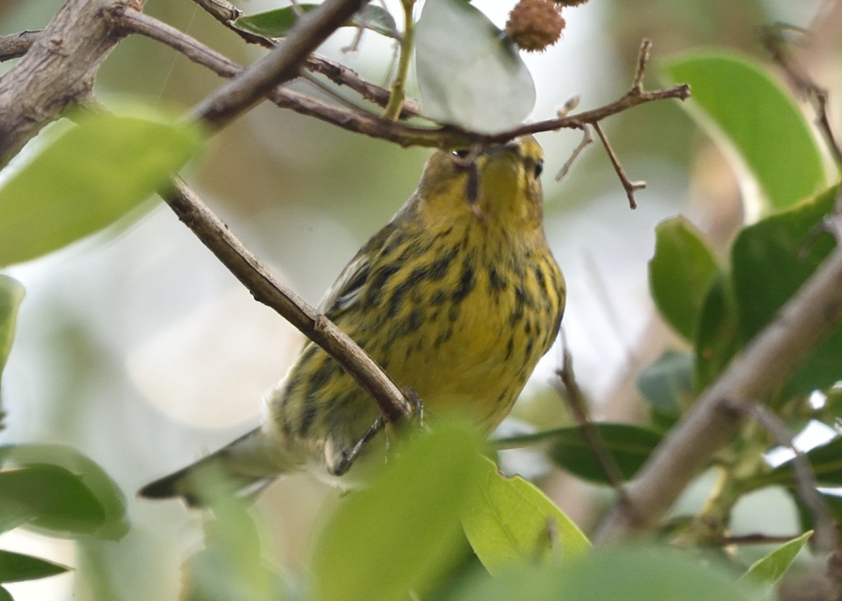 Cape May Warbler - ML122823971