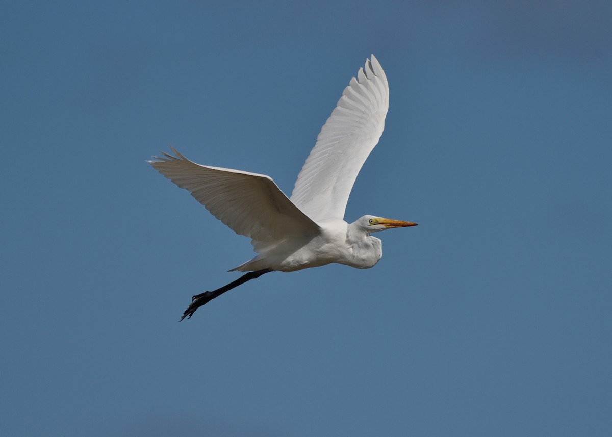Great Egret - Michiel Oversteegen