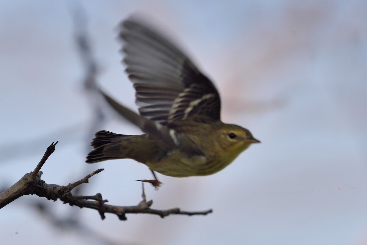 Cape May Warbler - ML122828161