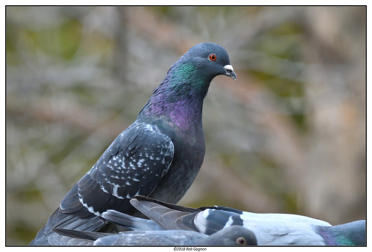 Rock Pigeon (Feral Pigeon) - Robert Gagnon