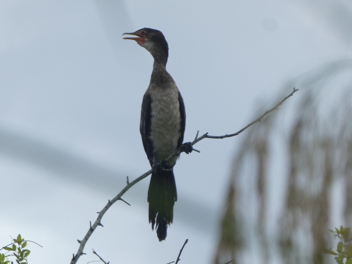 Long-tailed Cormorant - Matthias Bachmann