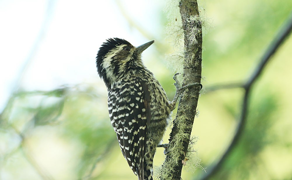 Striped Woodpecker - Michael Walther
