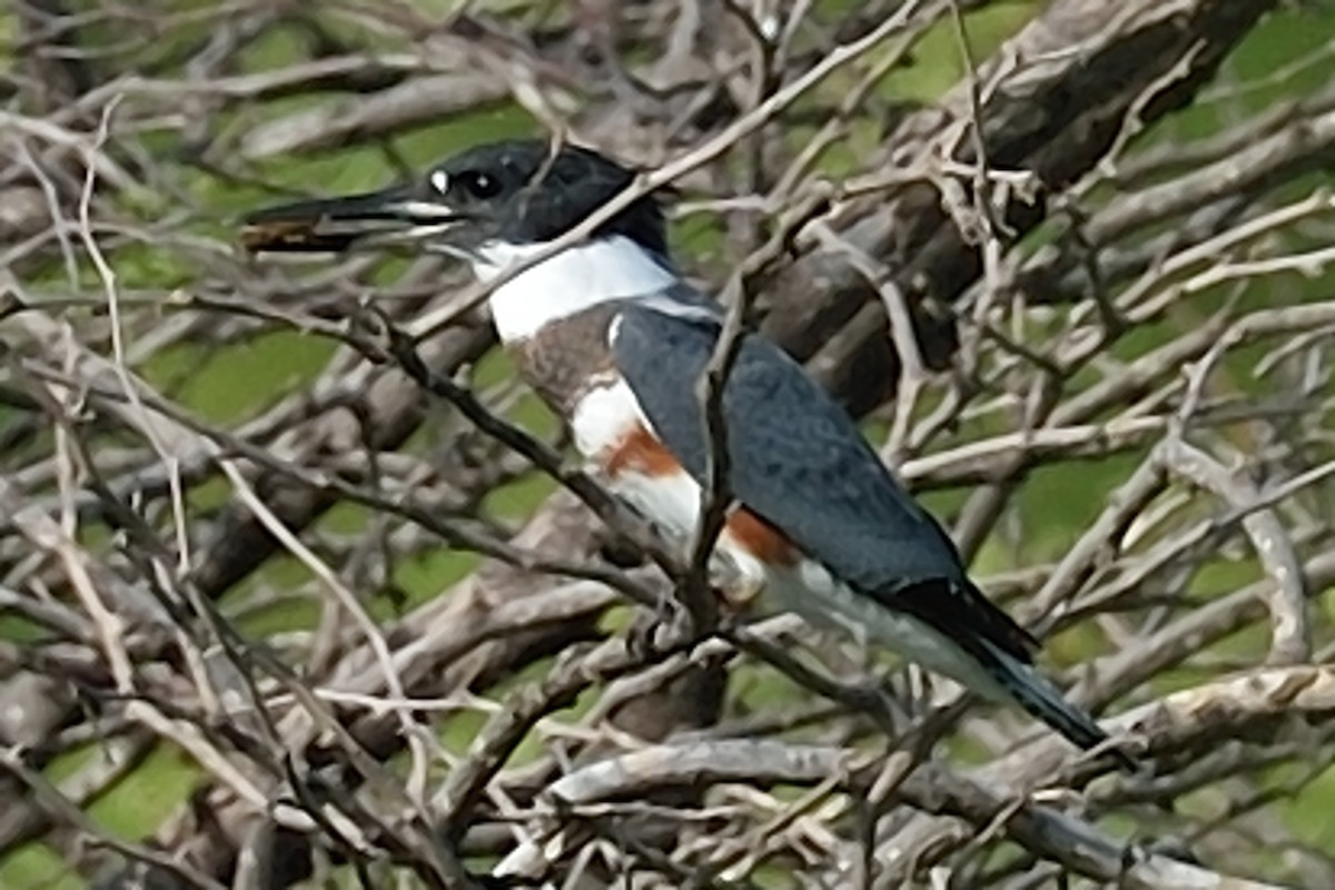 Belted Kingfisher - ML122831901