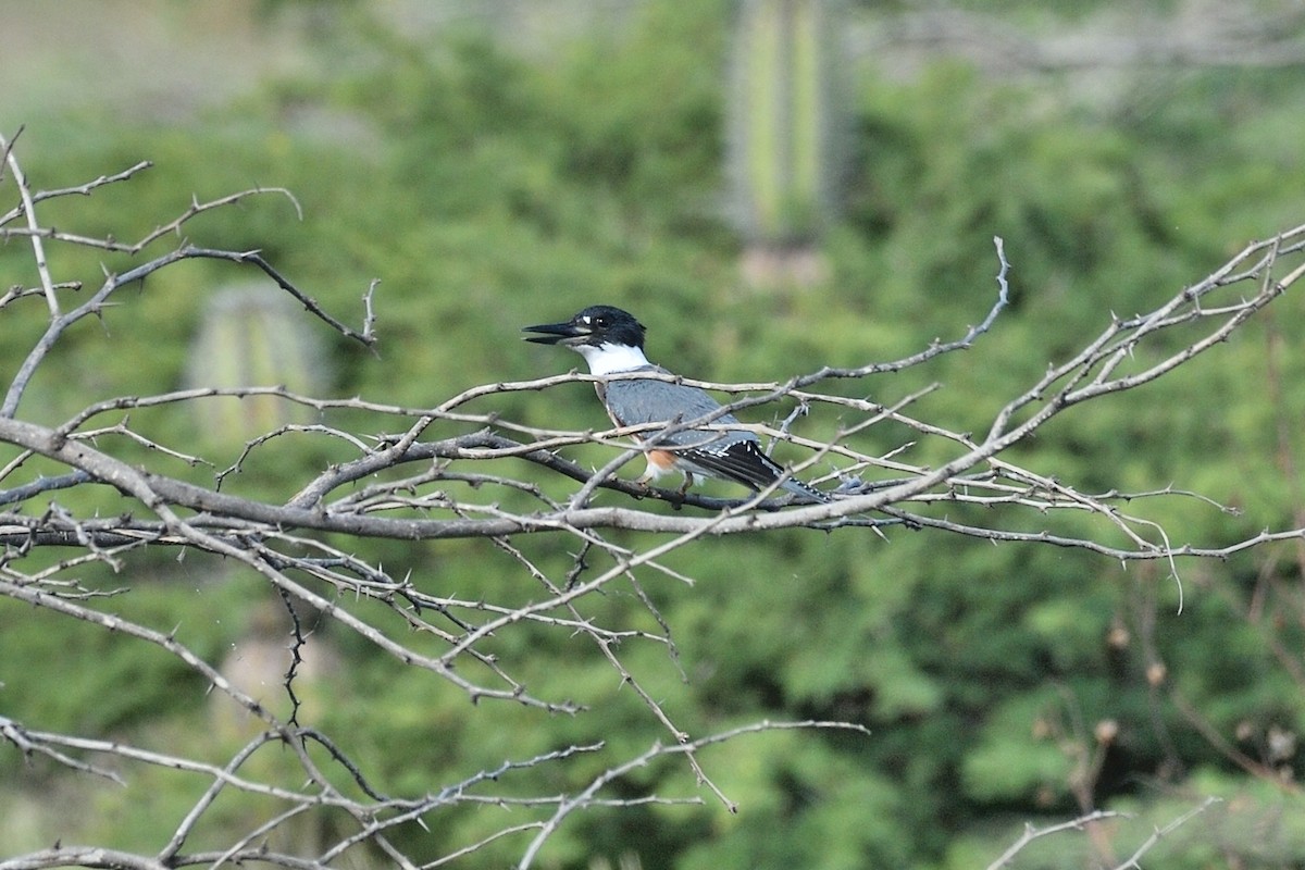 Belted Kingfisher - ML122831911