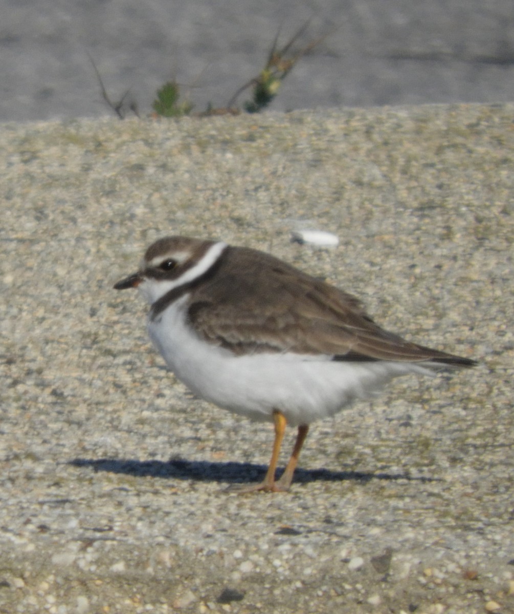 Semipalmated Plover - ML122832331