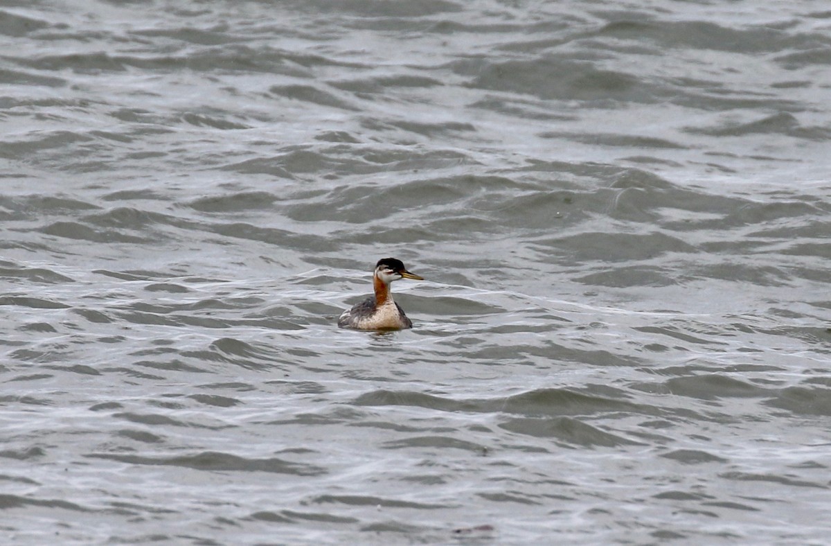 Red-necked Grebe - Jim Sparrell
