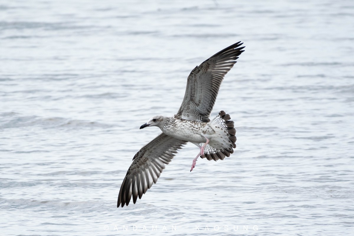 Lesser Black-backed Gull (Heuglin's) - Andaman Kaosung