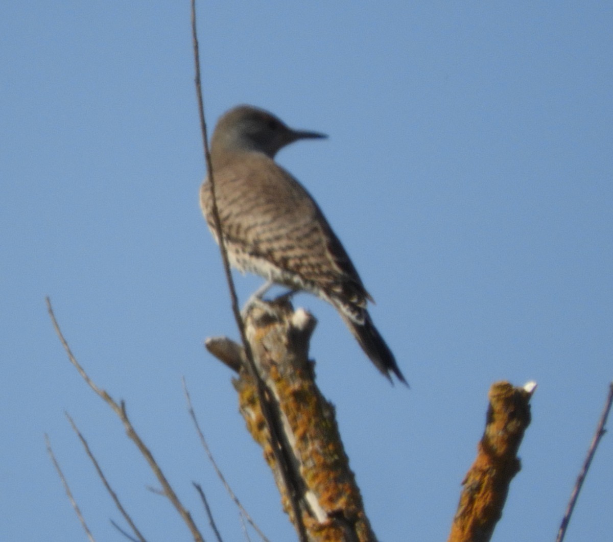 Northern Flicker (Red-shafted) - ML122835621