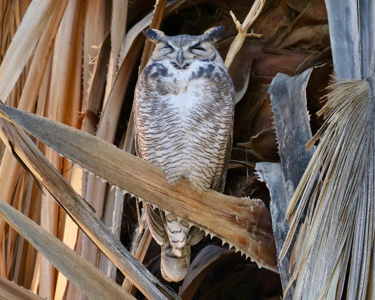 Great Horned Owl - ML122836281