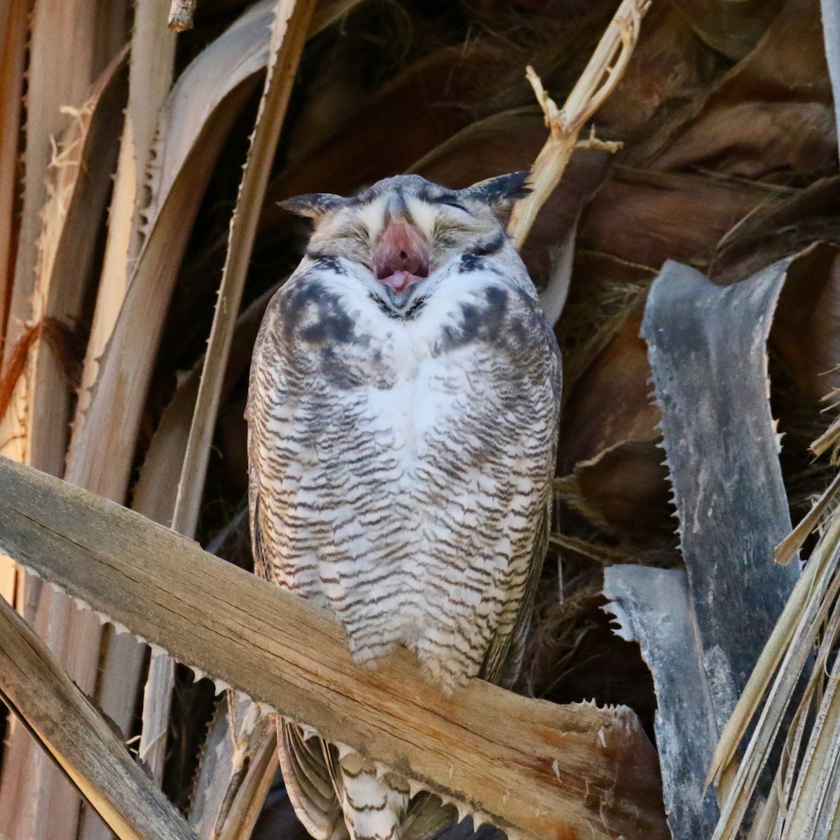 Great Horned Owl - ML122836381