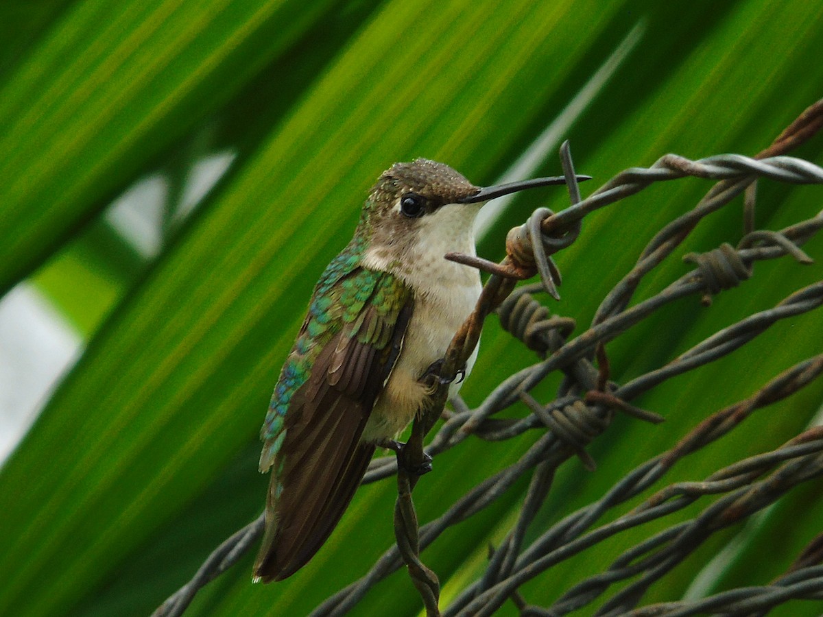 Ruby-throated Hummingbird - Edgardo Orozco Díaz