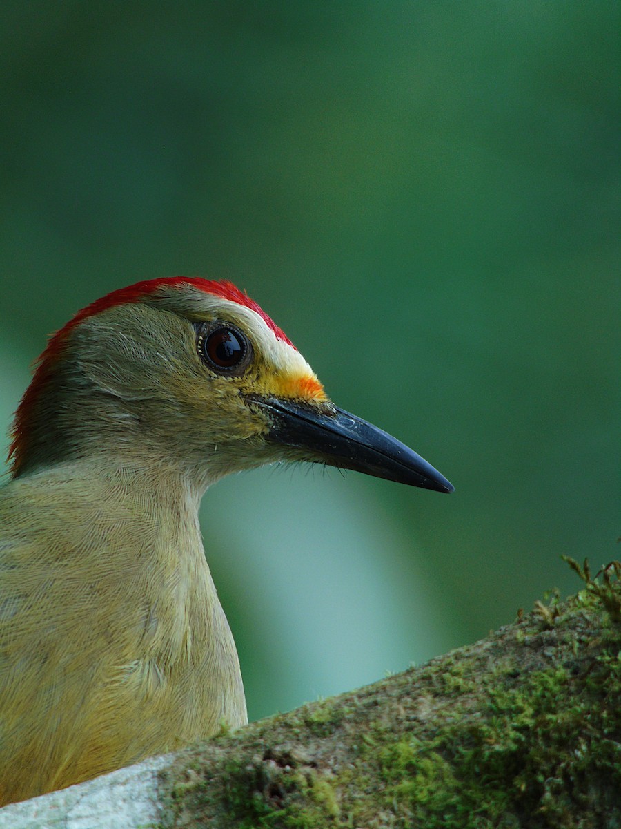 Golden-fronted Woodpecker - Edgardo Orozco Díaz