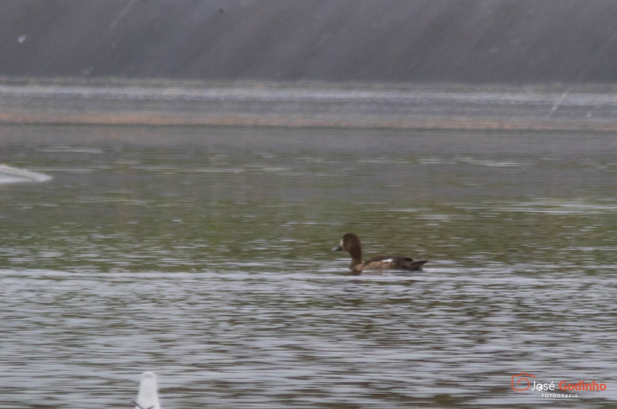 Greater Scaup - ML122838651