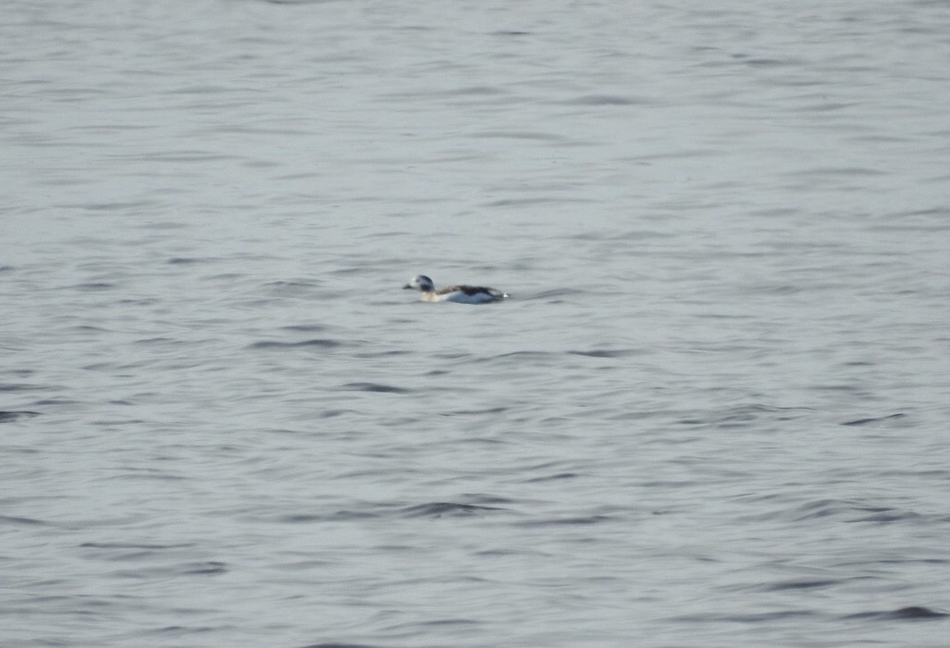 Long-tailed Duck - ML122838751