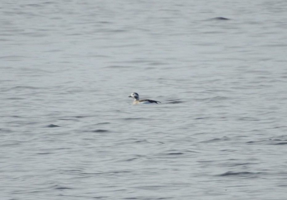 Long-tailed Duck - ML122838761
