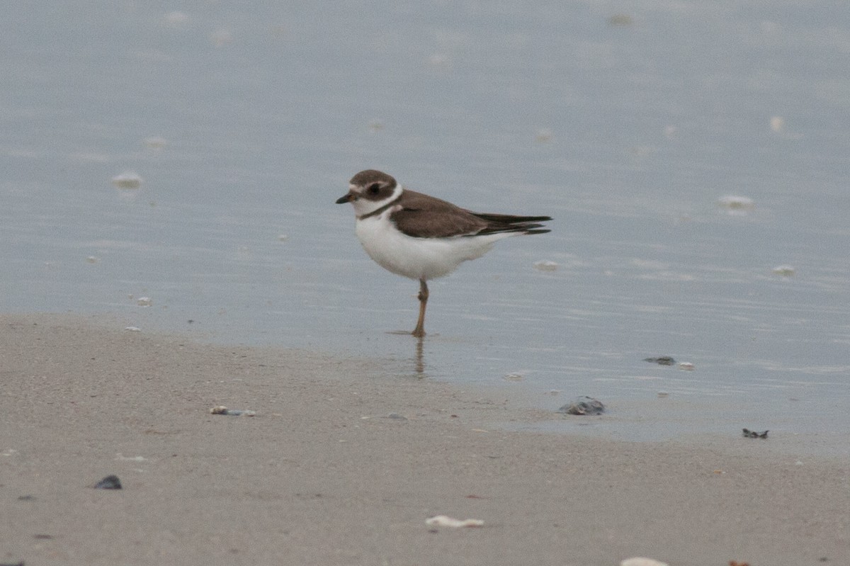 Semipalmated Plover - ML122839501