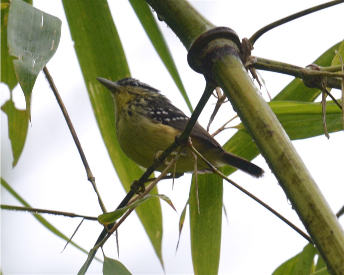 Yellow-breasted Warbling-Antbird - ML122844971