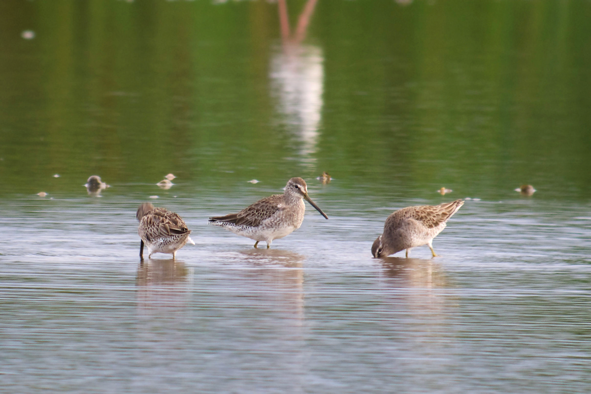 Long-billed Dowitcher - ML122849721