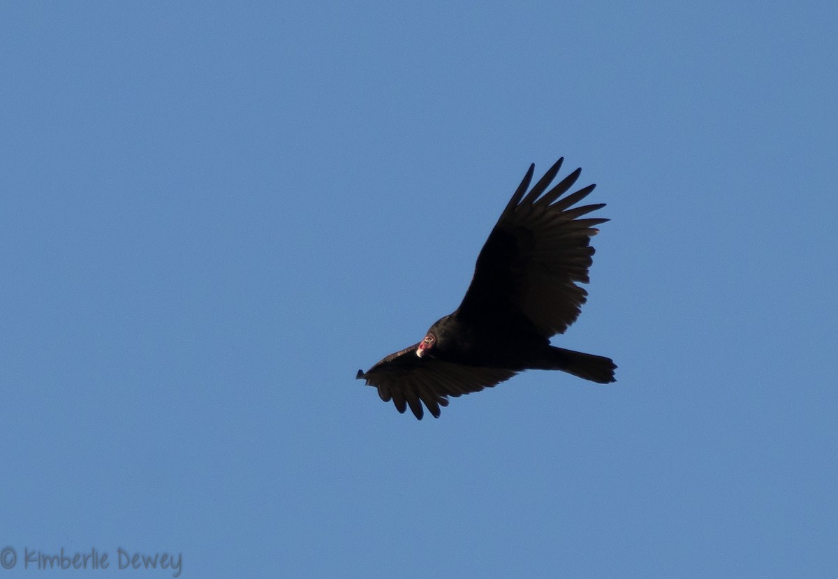 Turkey Vulture - Kimberlie Dewey