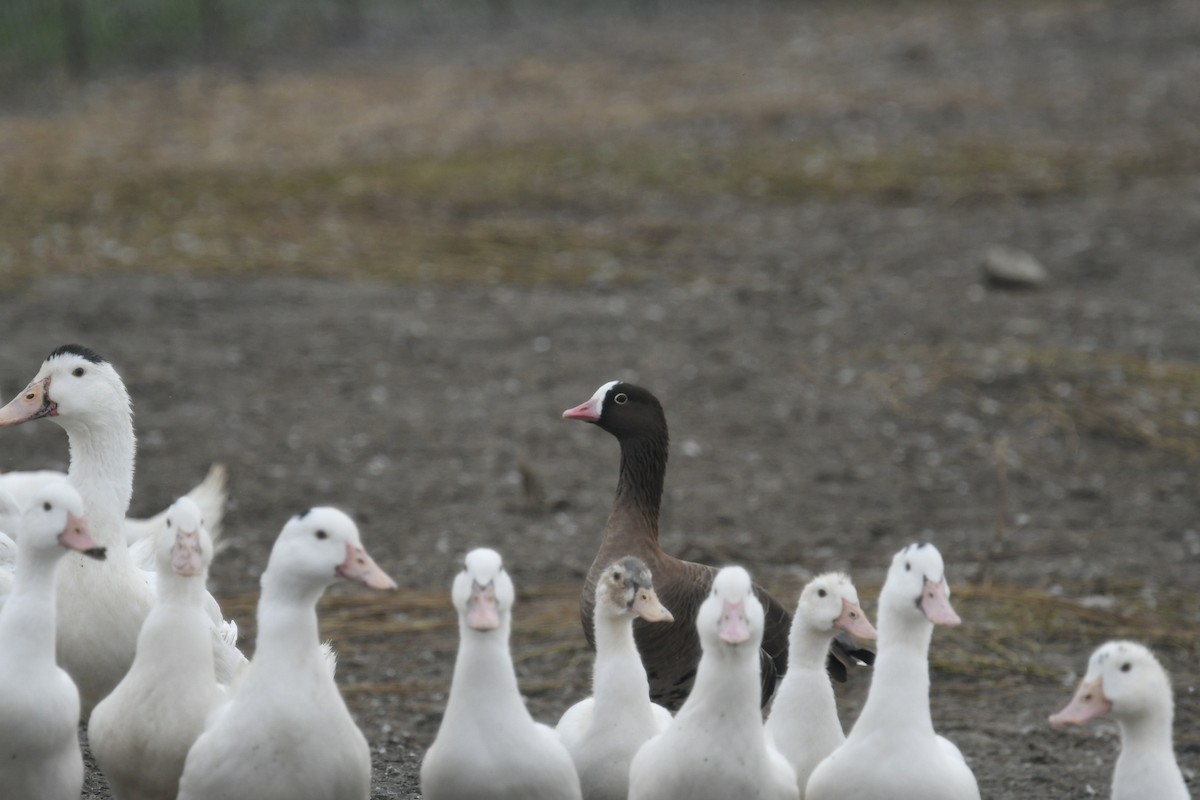 Lesser White-fronted Goose - ML122852941