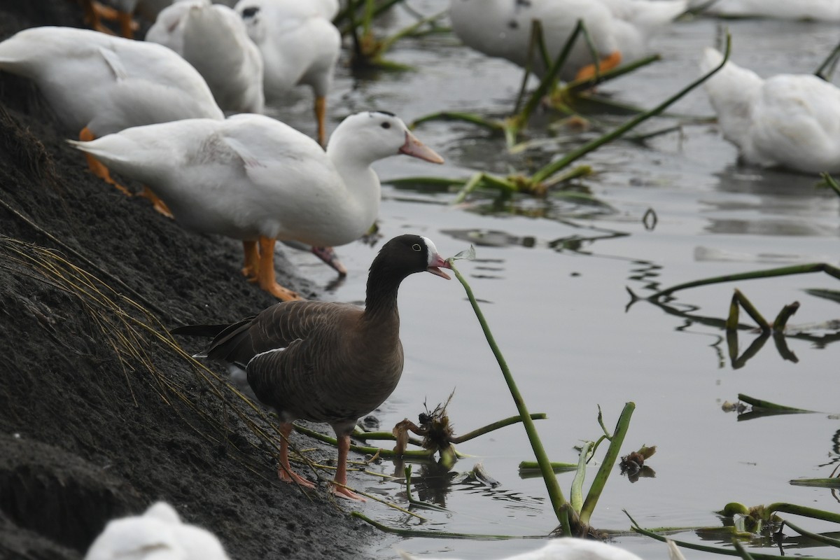 Lesser White-fronted Goose - ML122852951