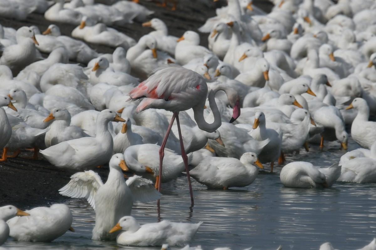 Greater Flamingo - ML122853091