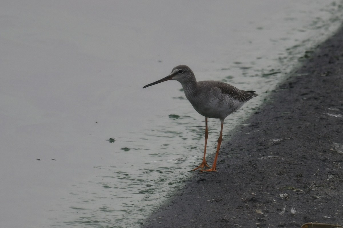 Spotted Redshank - ML122853171