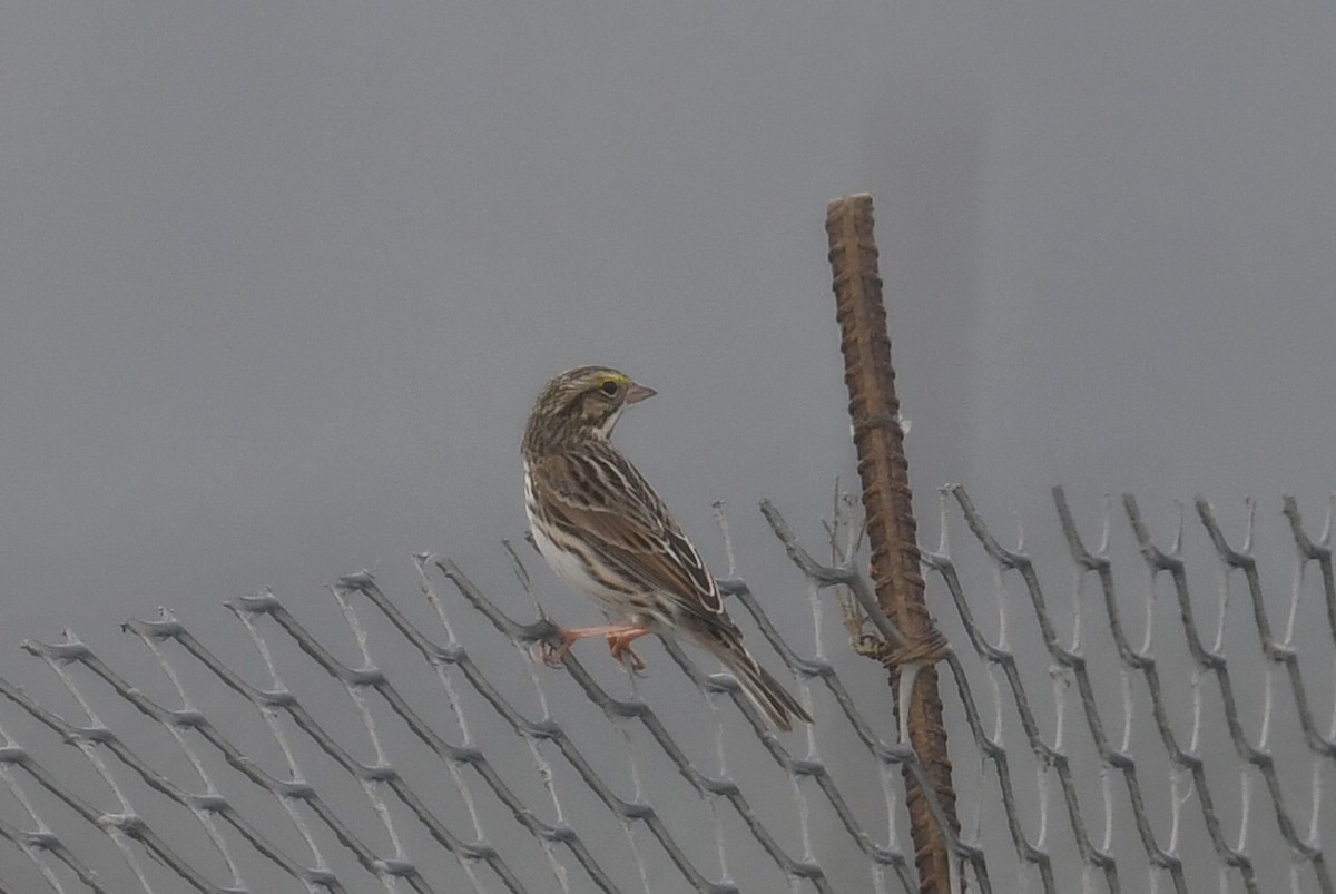 Savannah Sparrow - ML122853401