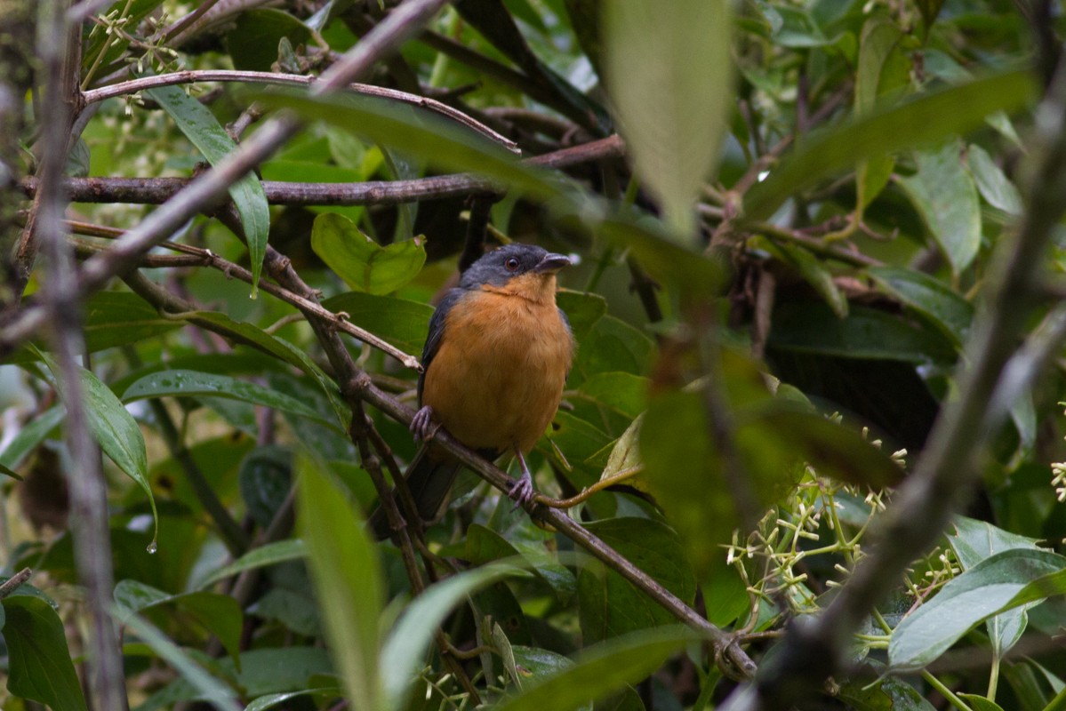 Rufous-crested Tanager - Raphael Lebrun