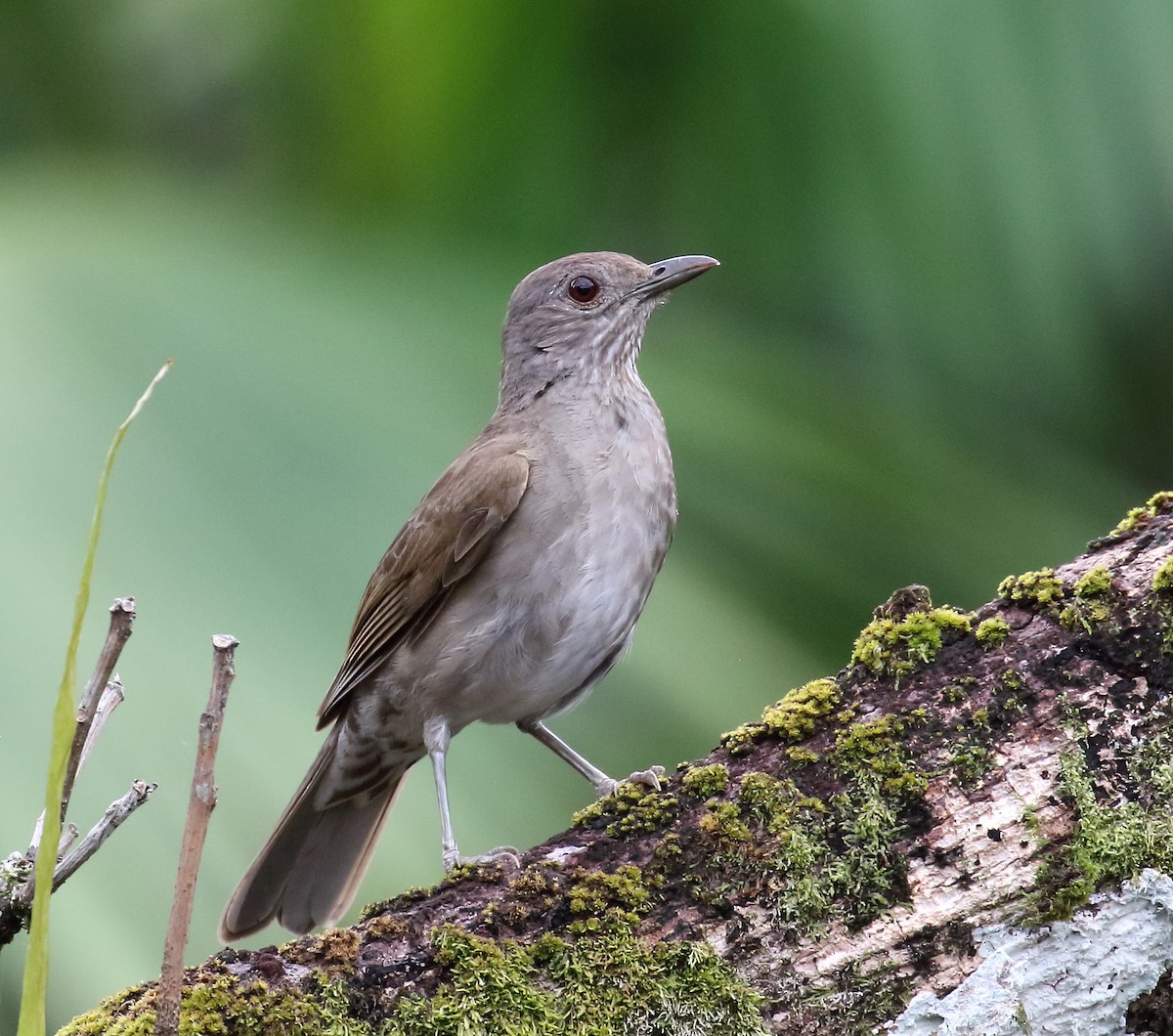 Pale-breasted Thrush - Myles McNally