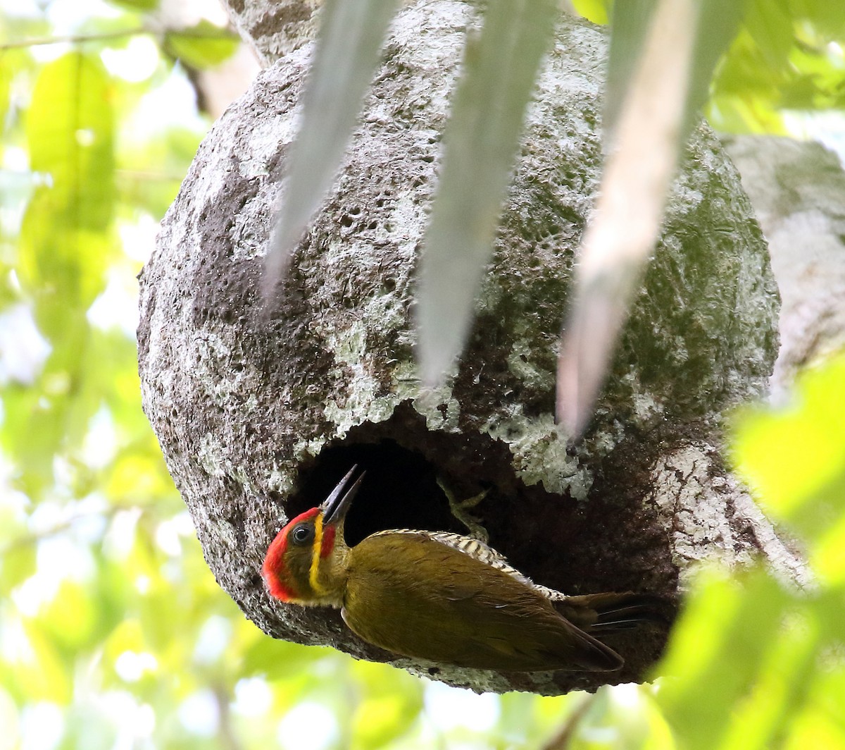 Golden-green Woodpecker - Myles McNally